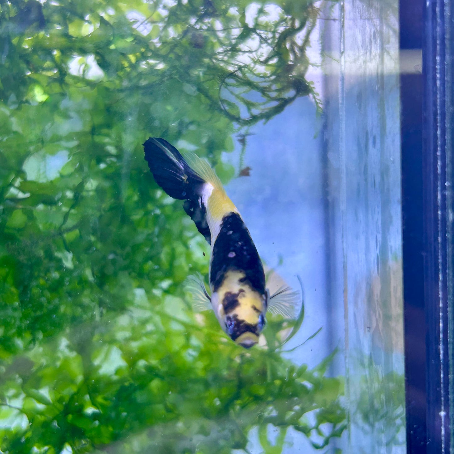 Yellow Koi Bumble Bee Plakat - Female Betta #155