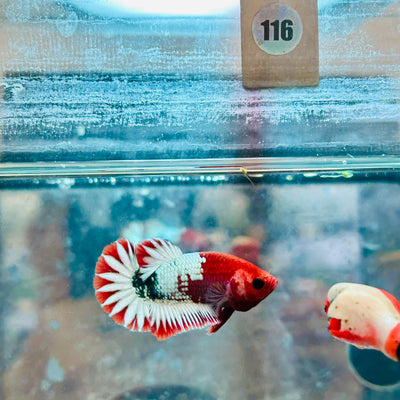 Plakat Red Fancy Coppe - Female Betta #116