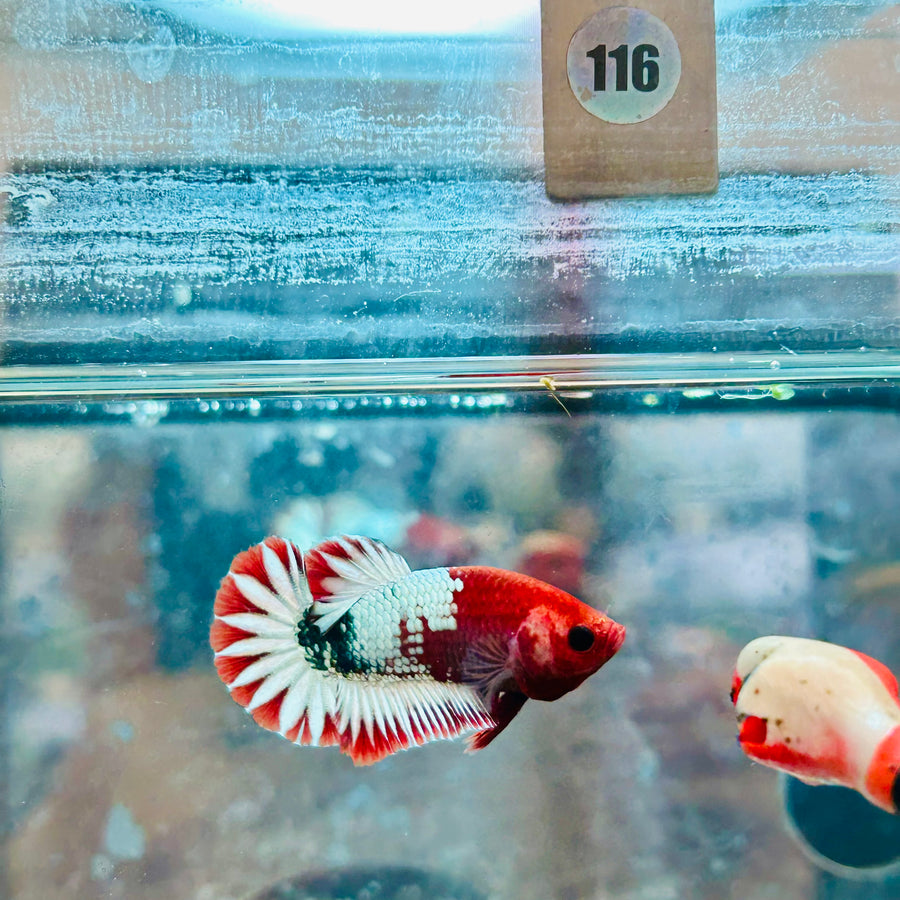 Plakat Red Fancy Coppe - Female Betta #116