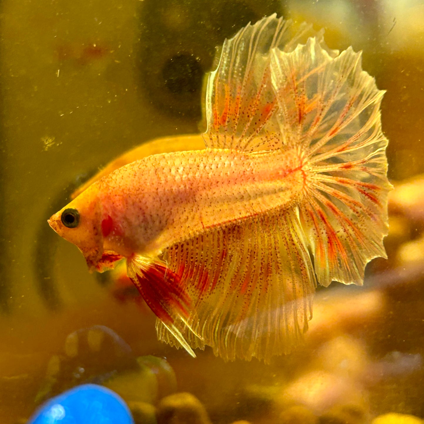 Red Fancy Halfmoon - Male Betta 123