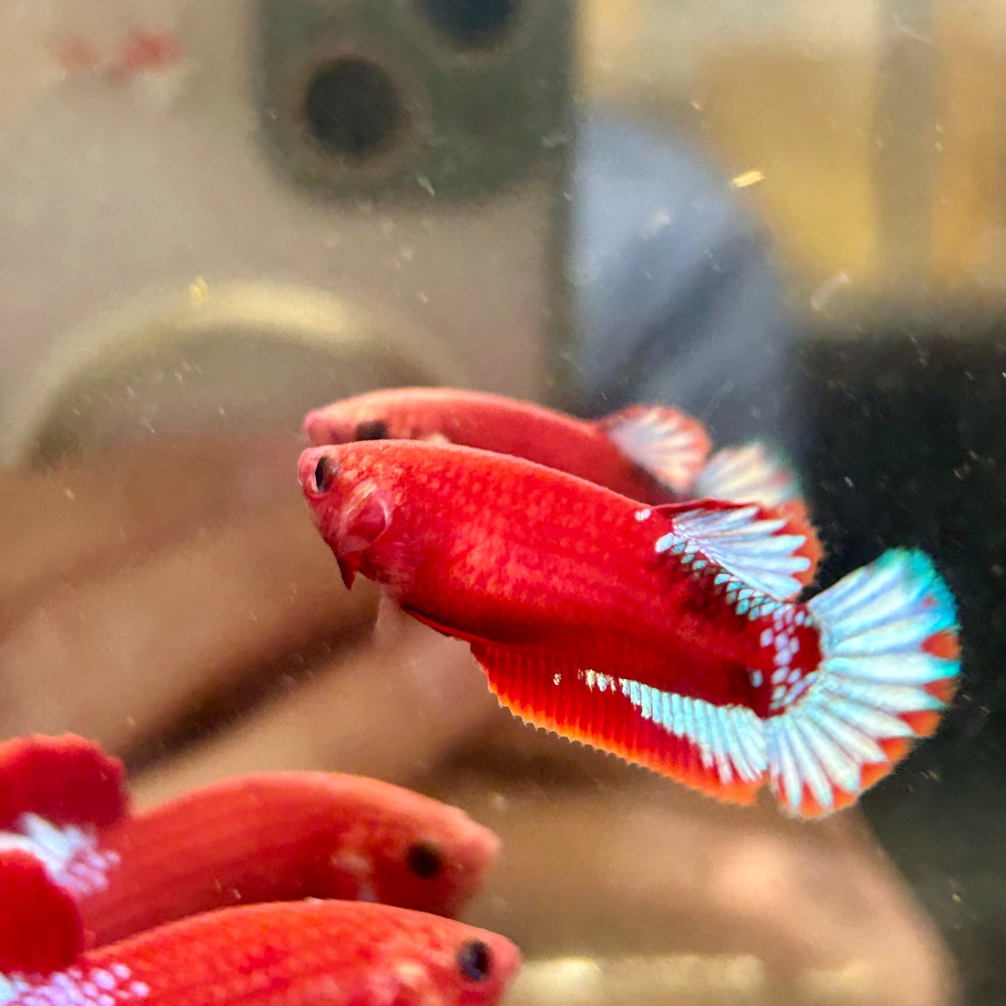 Red Fancy Plakat - Female betta 059