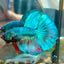 Green Turquoise Halfmoon - Male Betta 067