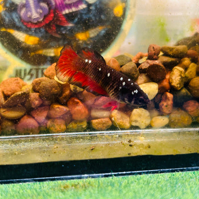 Avarta Vampire Plakat - Female betta 180
