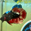 Vampire Copper Avarta Plakat - Male Betta 048