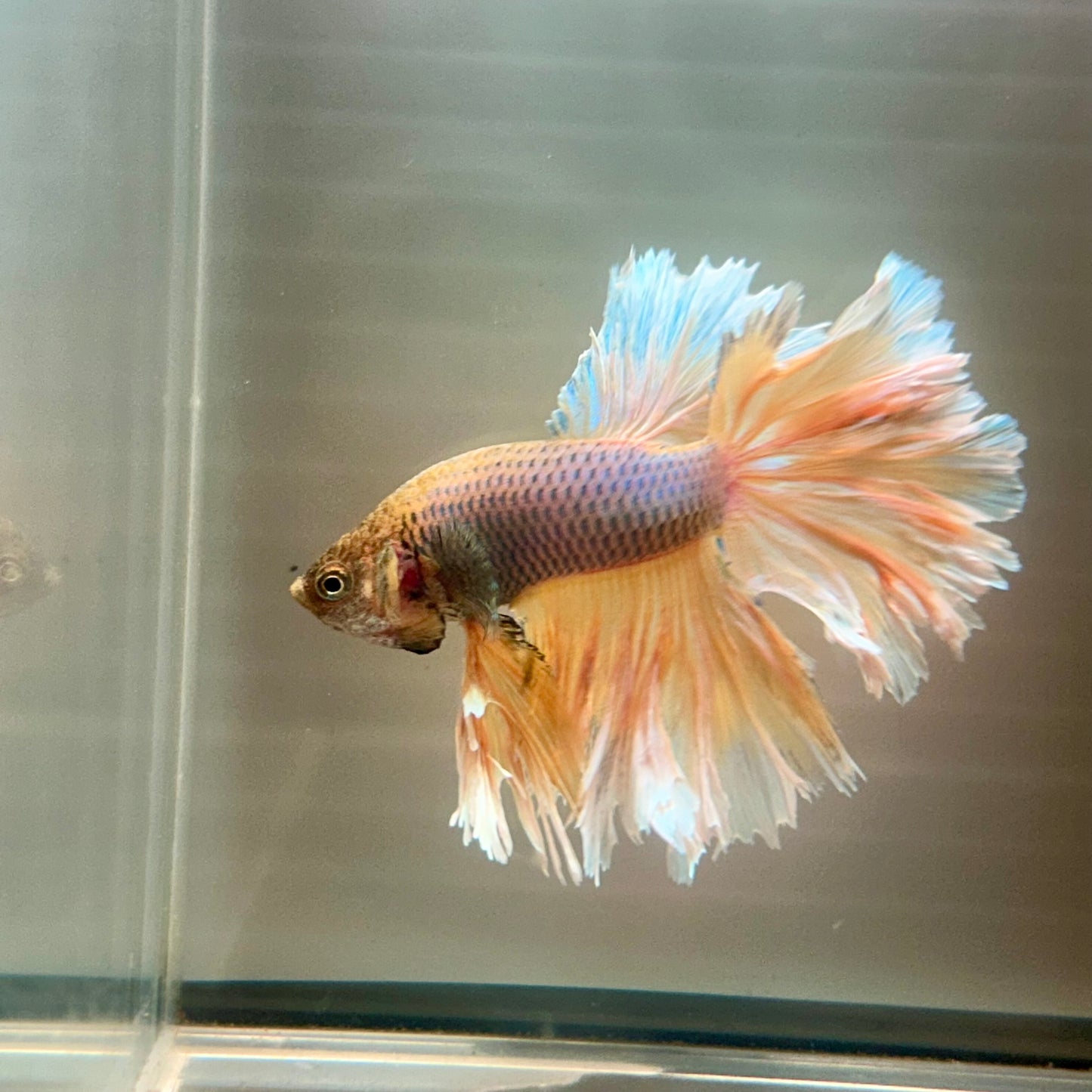 Yellow Pineapple Feather Tail- Male Betta 070