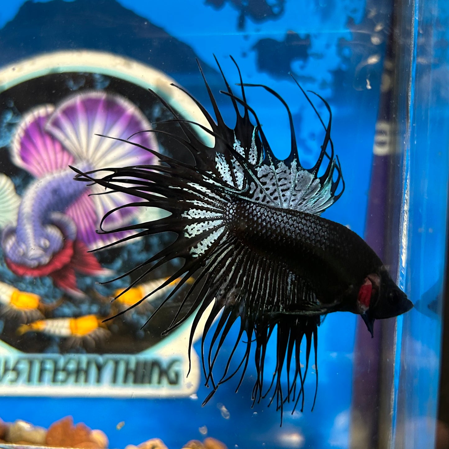 Black Orchid Crowntail - Male Betta 058