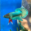 Dumbo TurquoiseNeon Plakat - Male Betta 009