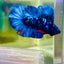 Plakat Avarta Nebula Male Betta #159