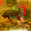 Wild Imbellis Green - Male Betta 010