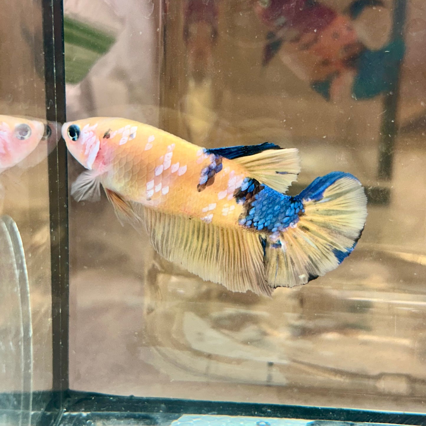 Giant Yellow Koi Plakat - Male Betta BO 5cm 014