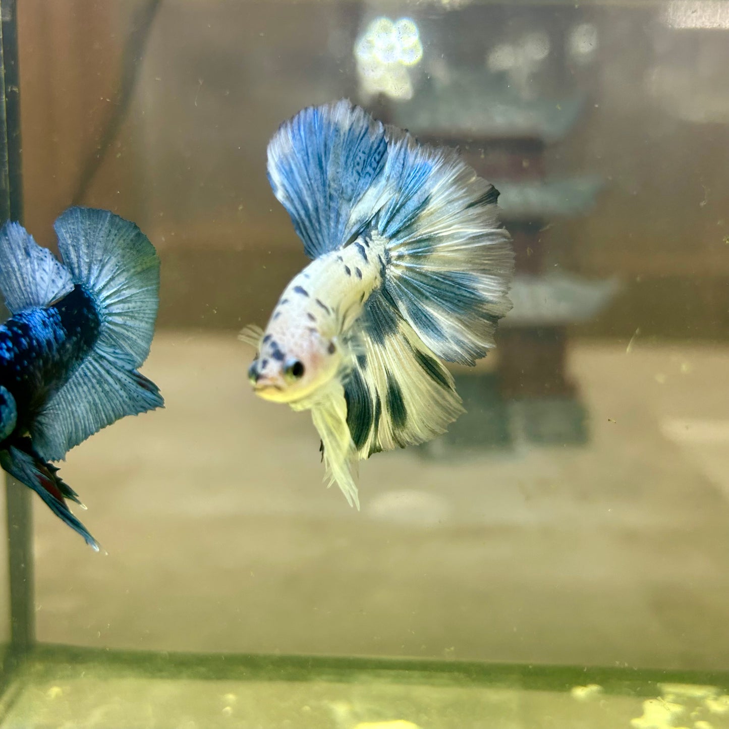 Blue Marble Halfmoon - Male Betta 129