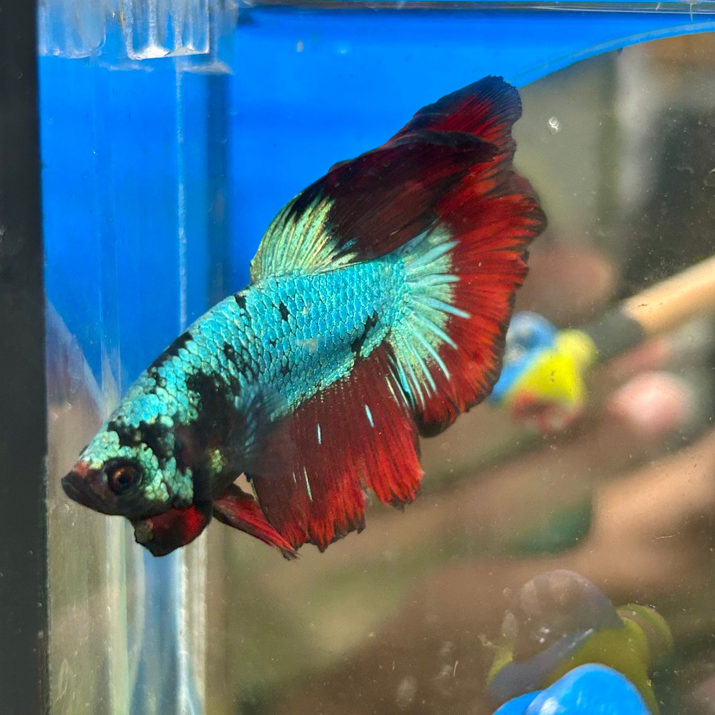 Avarta Vampire Halfmoon - Male Betta 013