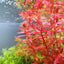 Rotala Red for Sale | Live Aquarium Plant | JustFishyThing