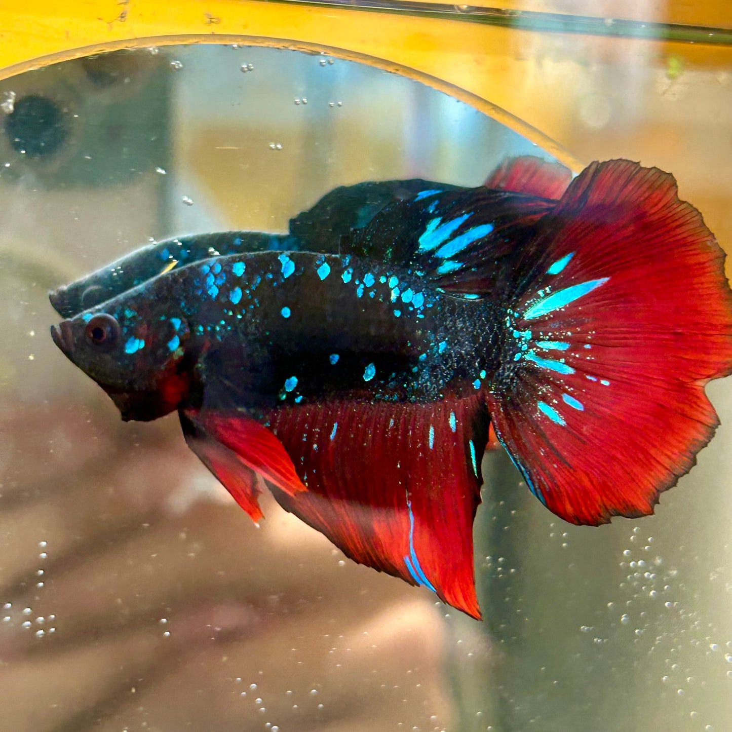 Avarta Vampire Stardust Halfmoon - Male Betta 097