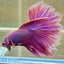 Purple Pink Halfmoon - Male Betta 100