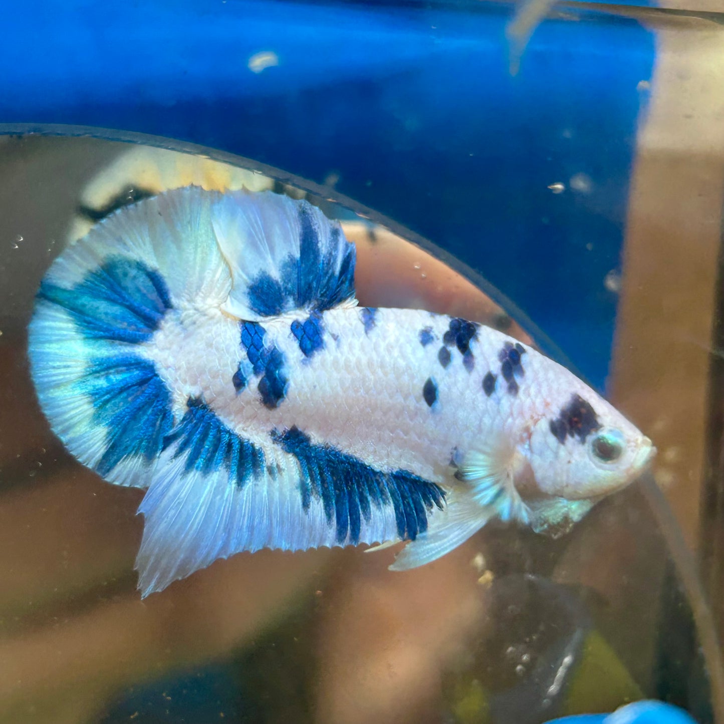 Blue Marble Plakat - Male betta 141