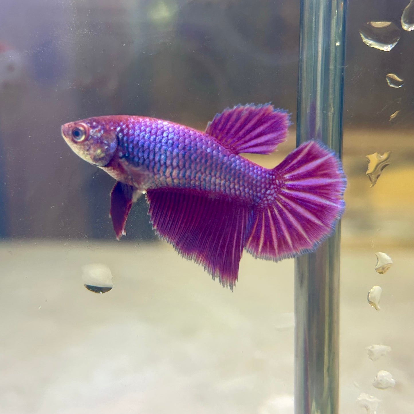 Purple Pink Halfmoon - Female Betta PF1