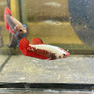 Red Samurai Plakat - Female betta 183