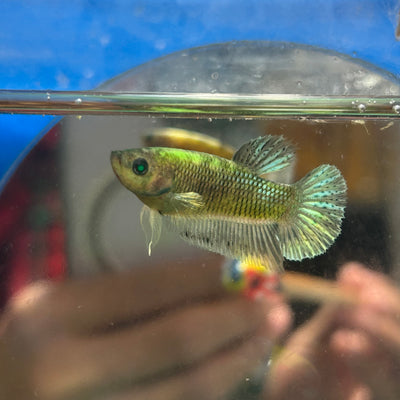 Neon Koi Plakat - Female Betta 170