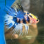 Yellow Koi Crowntail - Male Betta 029