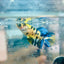 Crowntail Koi Tiger Female Betta #S33