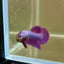 Purple Pink Plakat- Male Betta 043