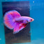Purple Pink Halfmoon - Male Betta 044