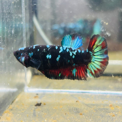 Avarta Nebula Plakat - Female betta 005
