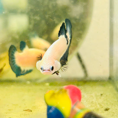 Plakat Blue Rim Male Betta #006