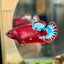 Red Fancy Plakat - Female betta 140