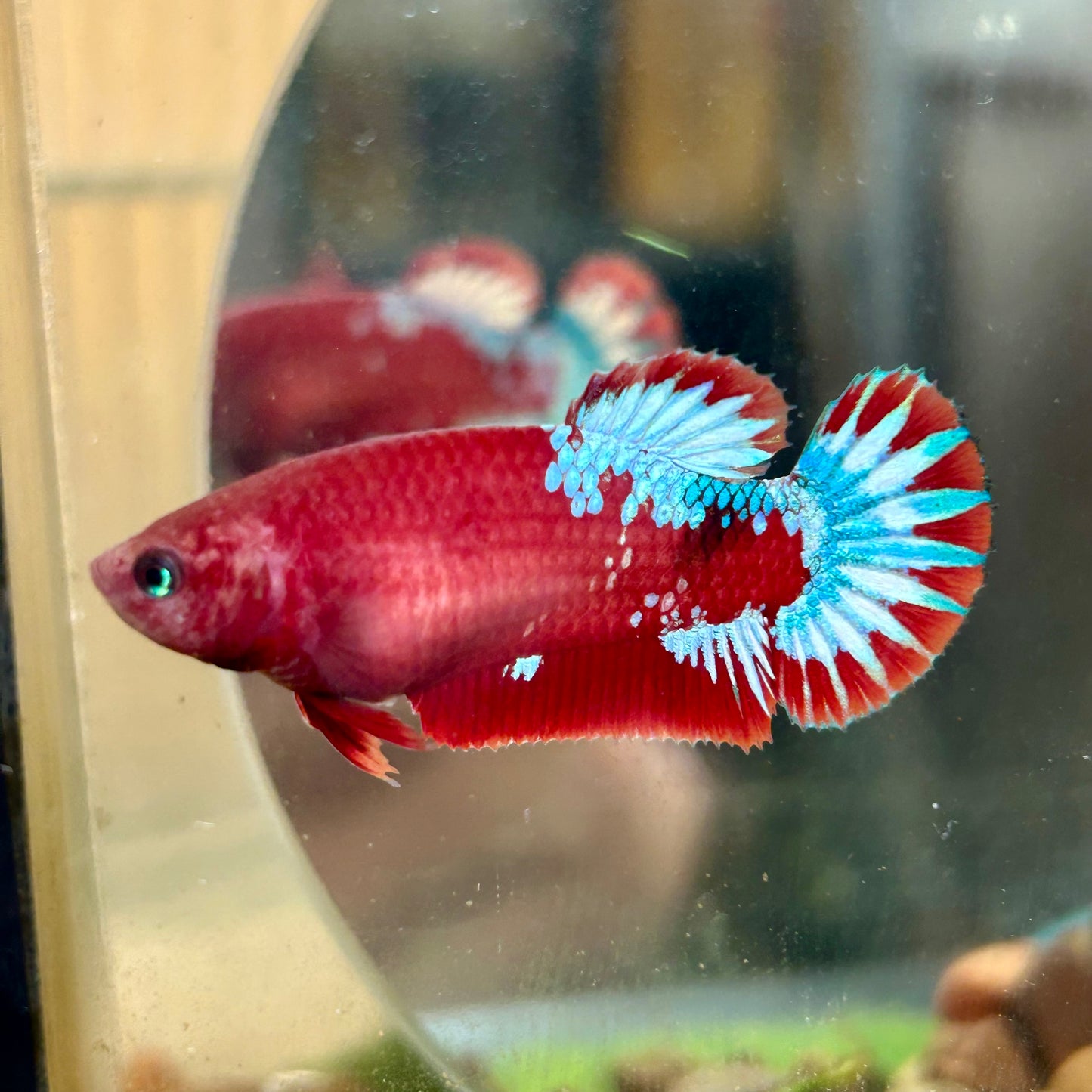 Red Fancy Plakat - Female betta 140