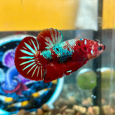 Koi Red Galaxy Plakat - Male Betta 029