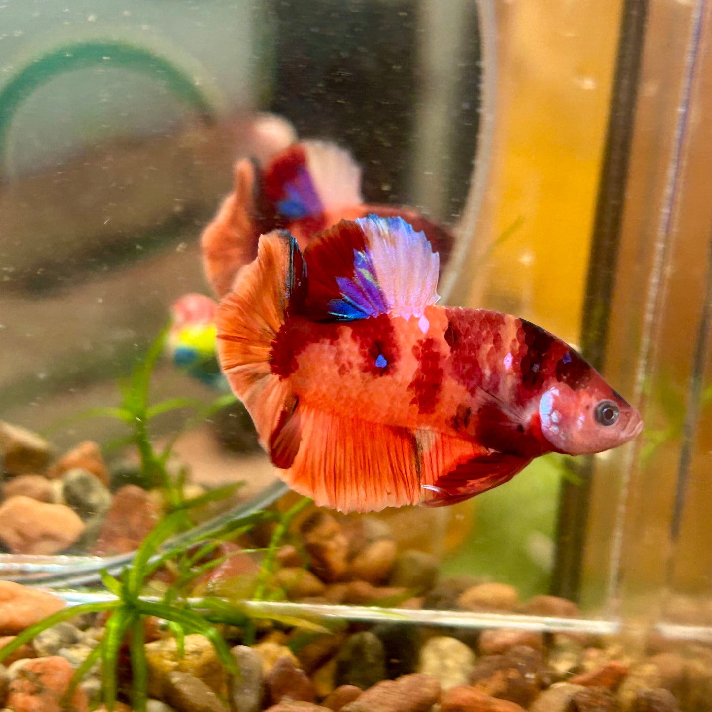 Orange Nemo Kpi Plakat - Male Betta 106