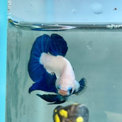 Blue Rim Plakat - Male Betta 142