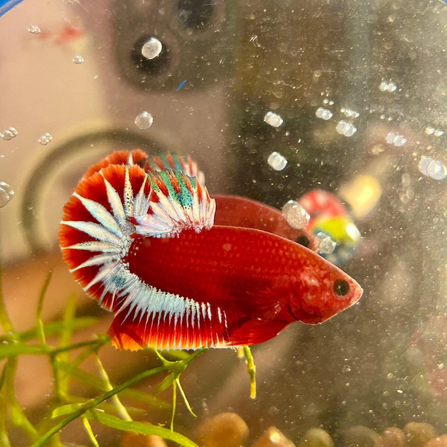 Red Fancy Hellboy Plakat - Male Betta 032