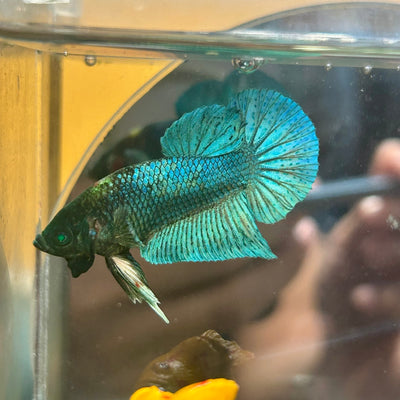 Green turquoise Neon Plakat - Male Betta 170