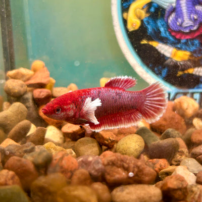 Dumbo Lavender Plakat - Female Betta 066