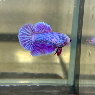 Purple Pink Halfmoon - Female betta 106