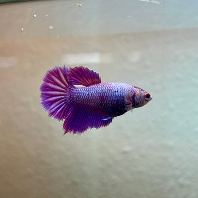 Purple Pink Halfmoon - Female Betta 188