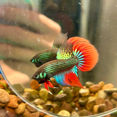 Wild Imbellis Green Long fins - Male Betta 109