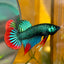 Wild Imbellis Green - Male Betta 056