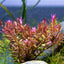 Rotala Red for Sale | Live Aquarium Plant | JustFishyThing