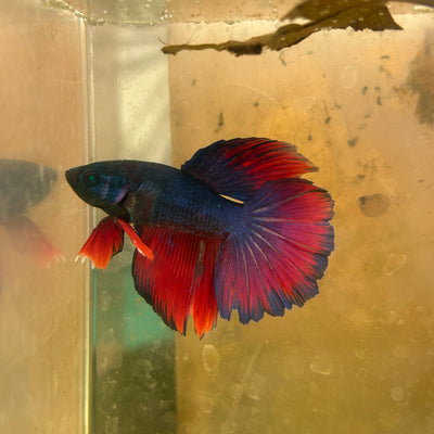 Hulk Blue Grizzle Halfmoon - Male Betta 031