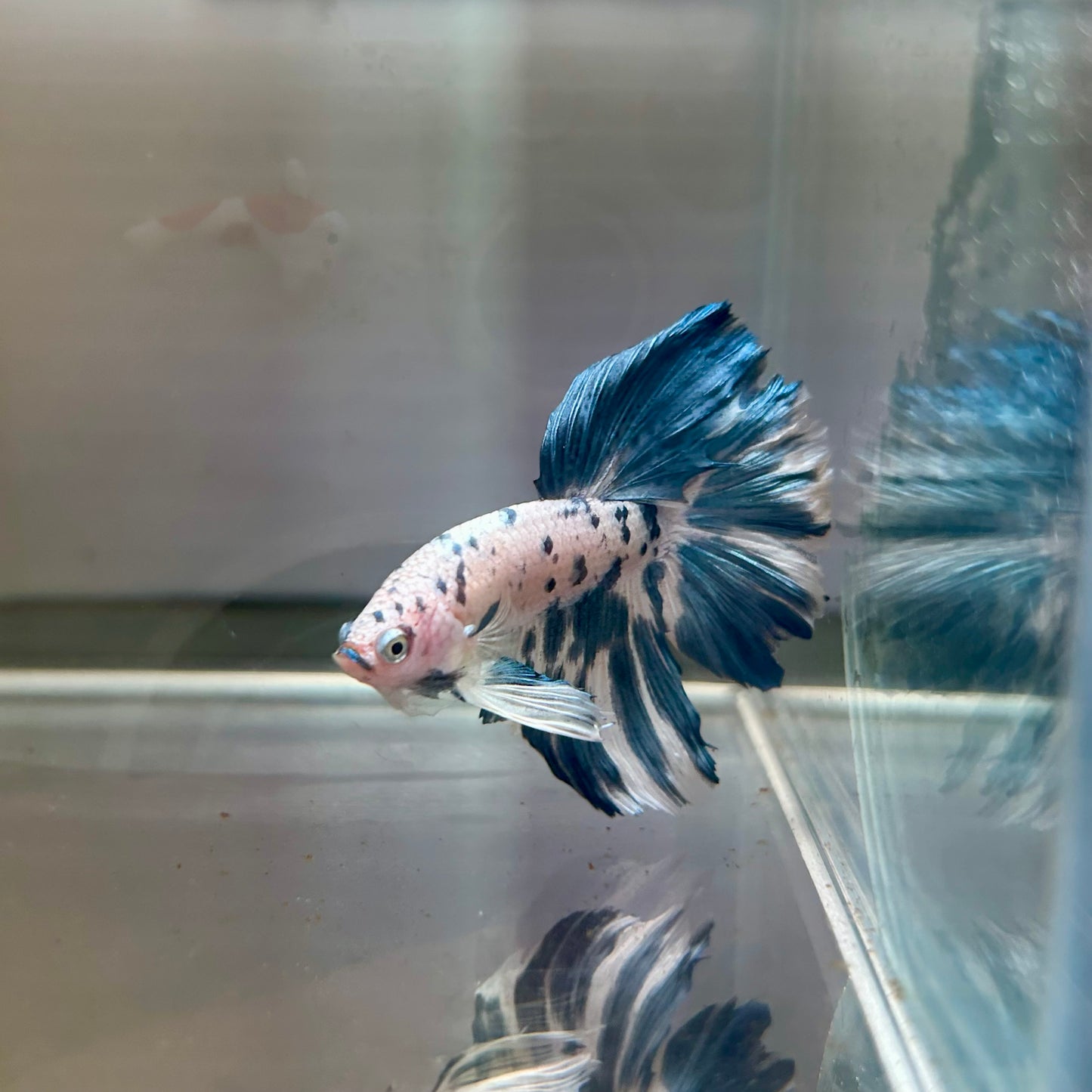 Blue Marble Halfmoon - Male Betta 155