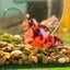 Orange Nemo Kpi Plakat - Male Betta 106