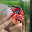 Multicolor Koi Halfmoon - Male Betta 091 Ripped fins