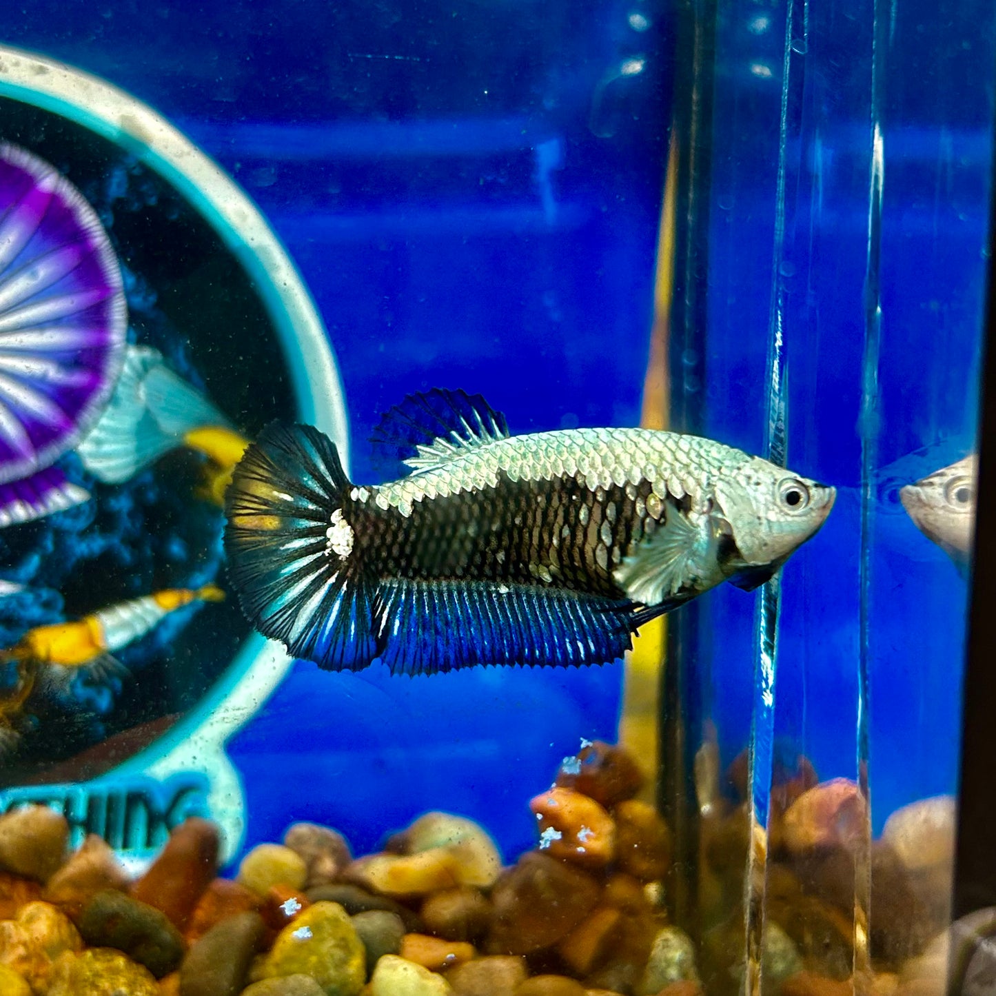 Black Mamba Samurai Plakat - Female betta 095