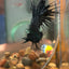 Black Orchid Crowntail - Male Betta 008