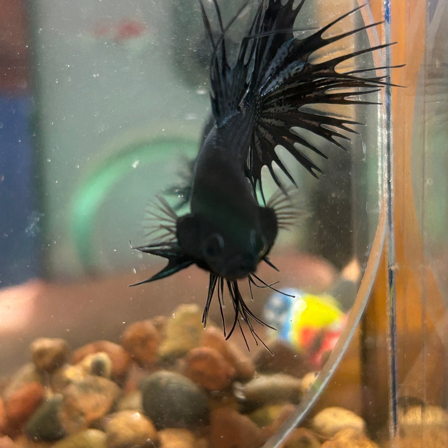 Black Orchid Crowntail - Male Betta 008