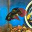 Wild Imbellis Long fins - Male Betta 050